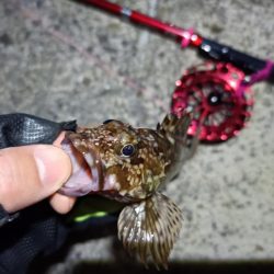 2023/03/19 南港ヘチ落とし込み釣り釣行