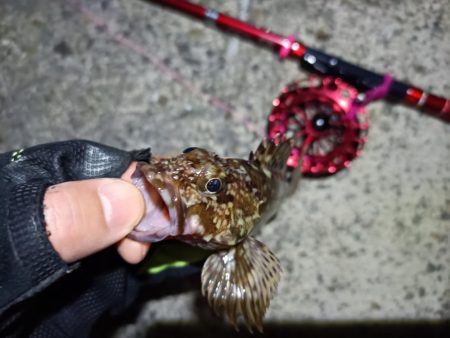 2023/03/19 南港ヘチ落とし込み釣り釣行