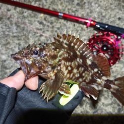 2023/03/24 南港ヘチ釣り釣行