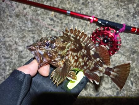 2023/03/24 南港ヘチ釣り釣行