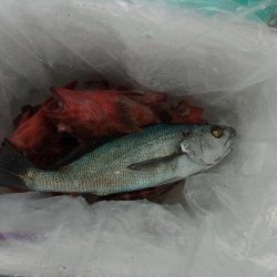 泉州丸　釣果