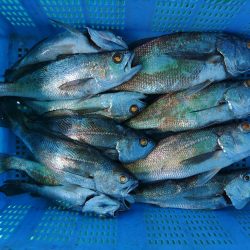 泉州丸 釣果