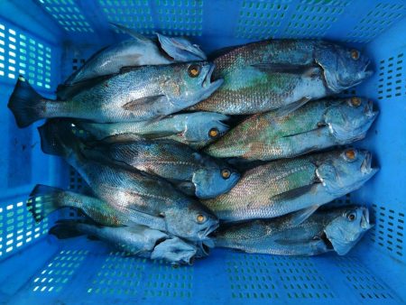 泉州丸 釣果