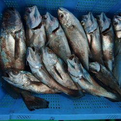 泉州丸　釣果