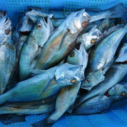 泉州丸　釣果