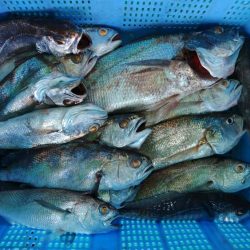 泉州丸　釣果
