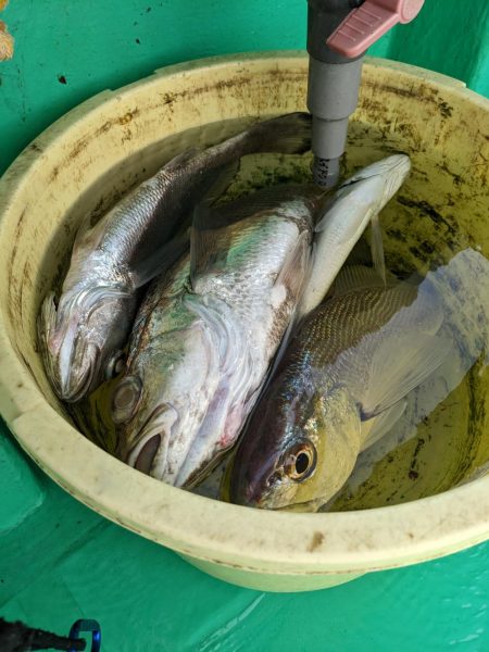 クログチ釣り（泉州丸）