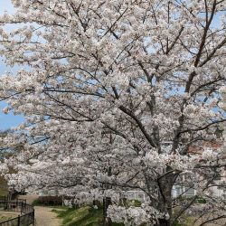 アジング&お花見🌸