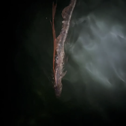 リュウグウノツカイ