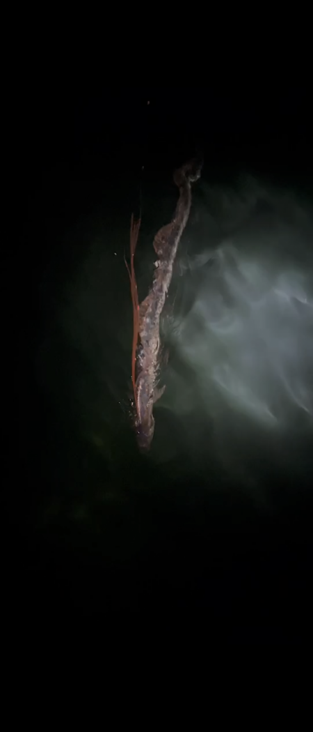 リュウグウノツカイ