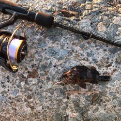 2023 佐渡ヶ島 ライトゲーム 3月19日