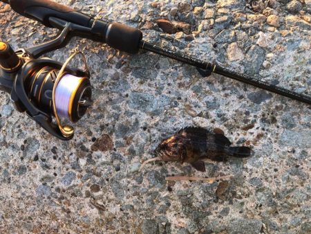 2023 佐渡ヶ島 ライトゲーム 3月19日