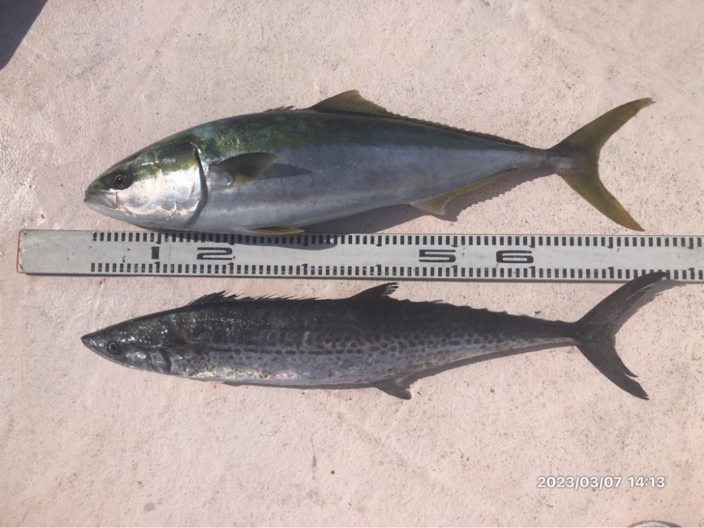 3/7 伊島沖ジギング&タイラバ