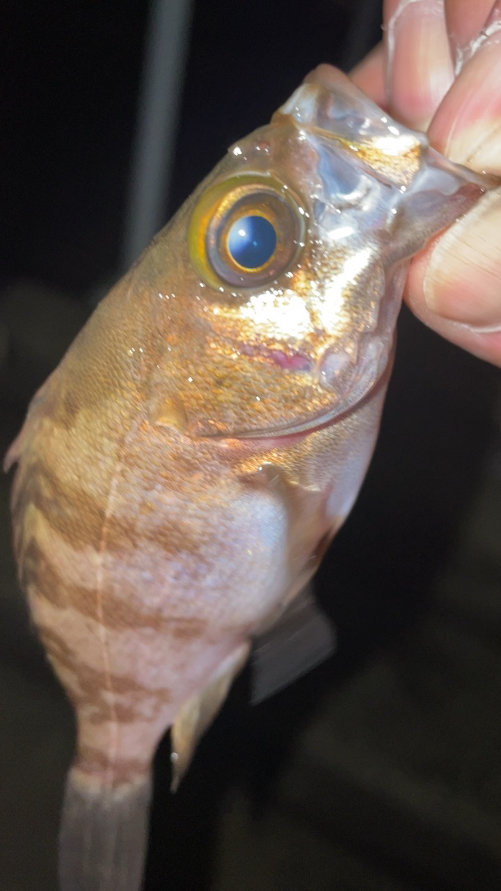 仕事帰りにメバリング♪