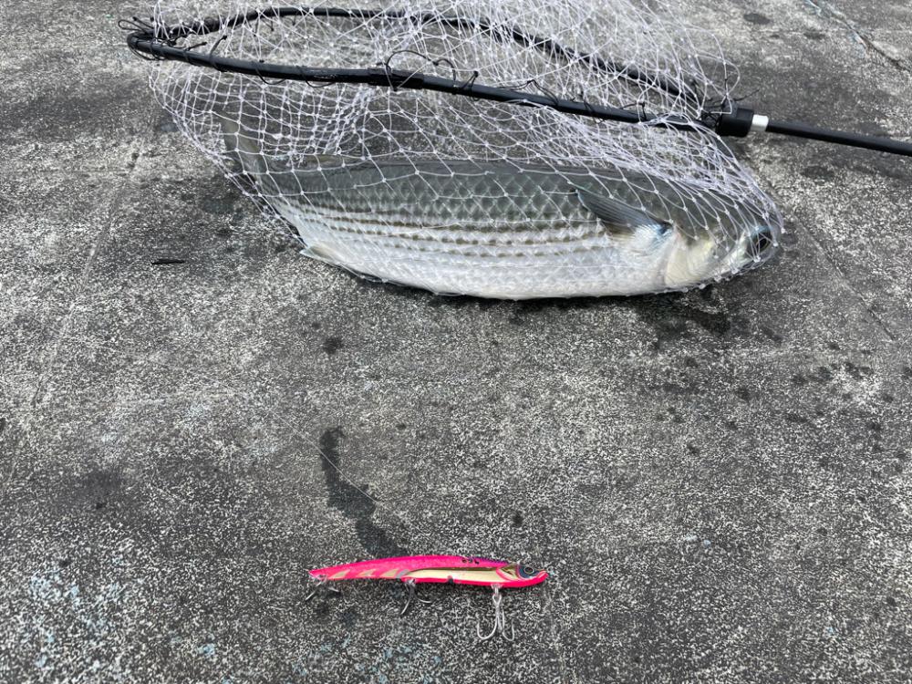 ノマセには反応無し