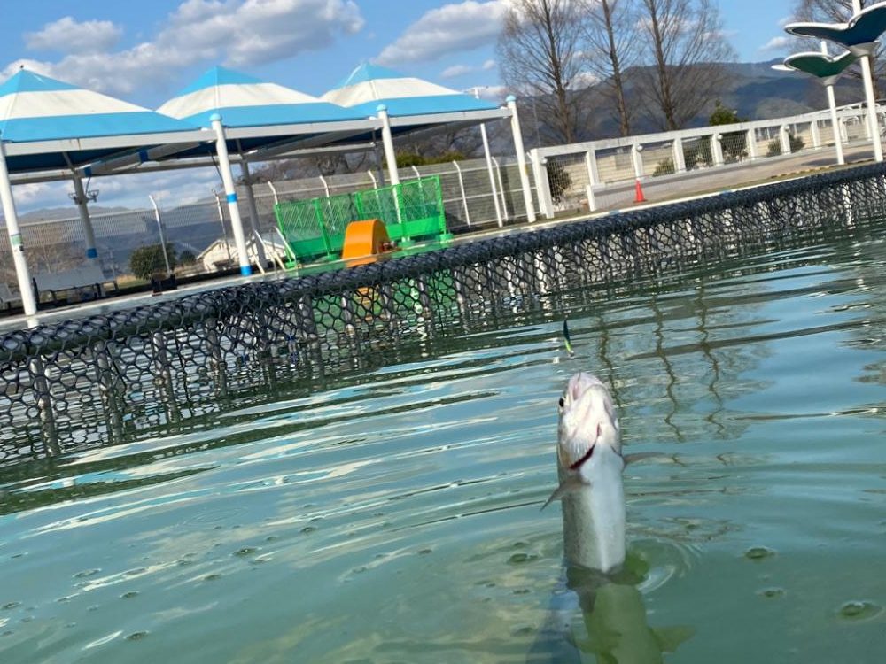 かめプー　WBC決勝見てからエリアトラウト