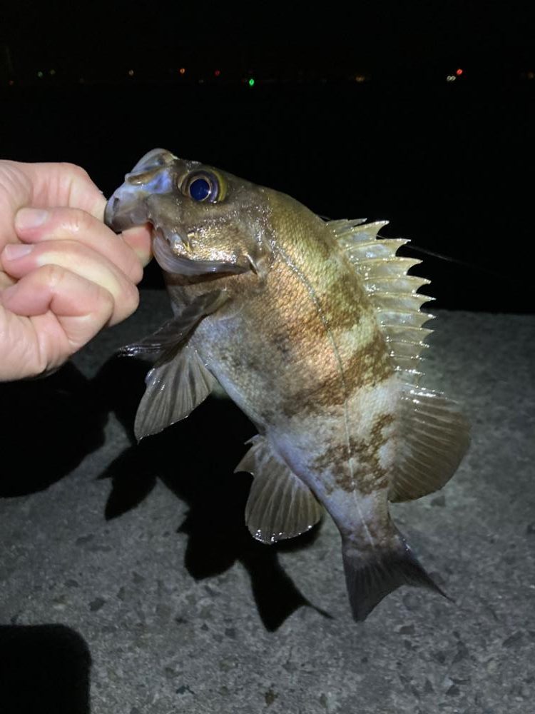 春めいて来ました