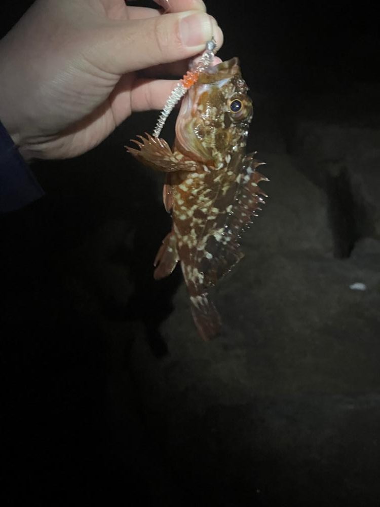 久しぶりにライトゲーム