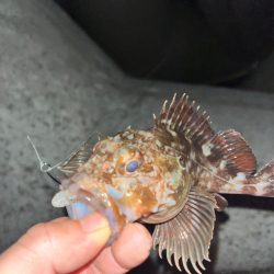 ロックフィッシュ