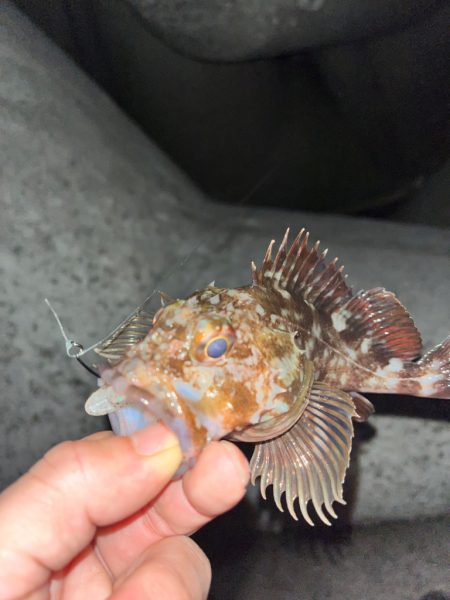 ロックフィッシュ