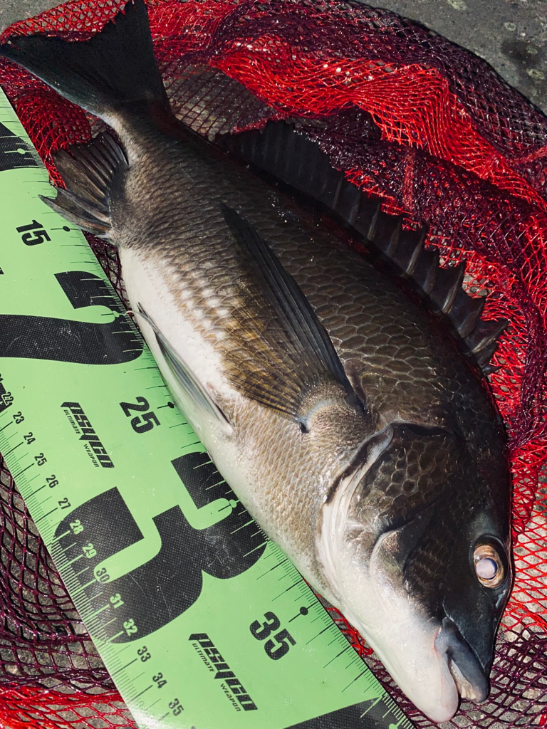 ヘチってきました