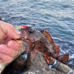 メバルが釣れない