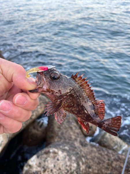 メバルが釣れない