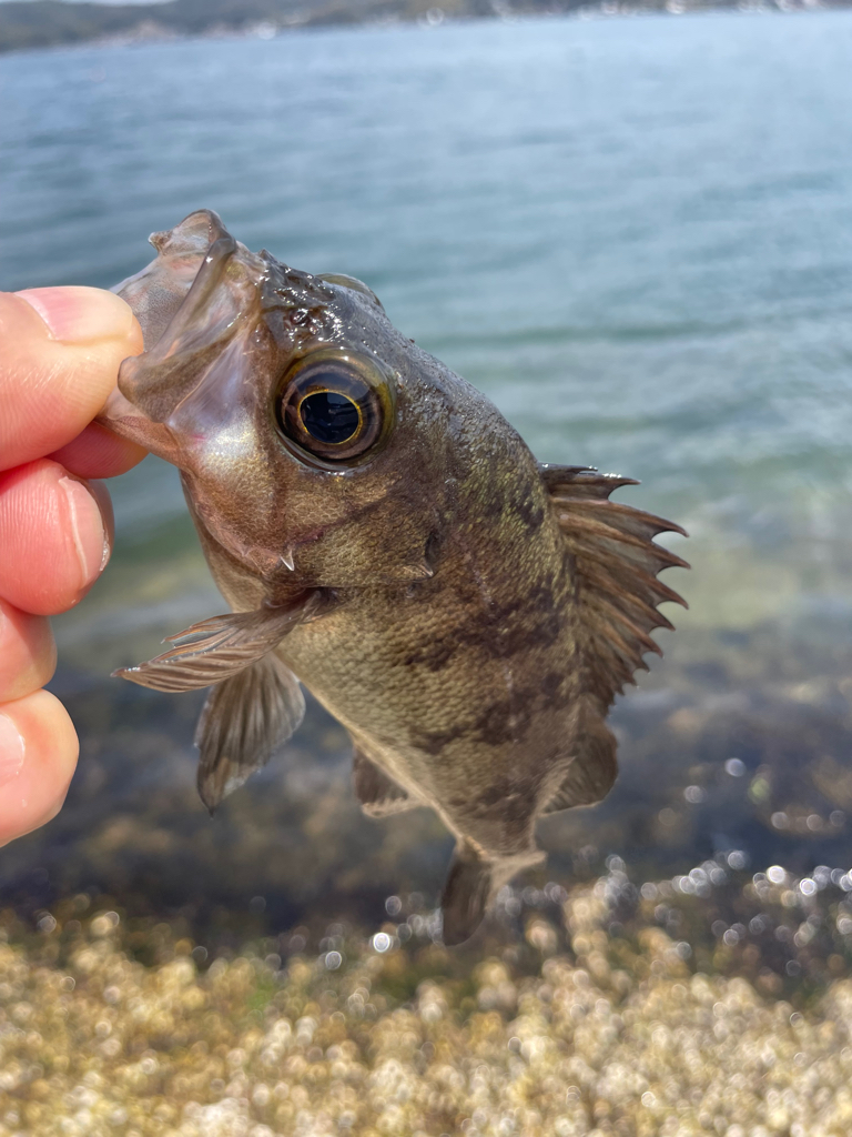 久々のメバリング