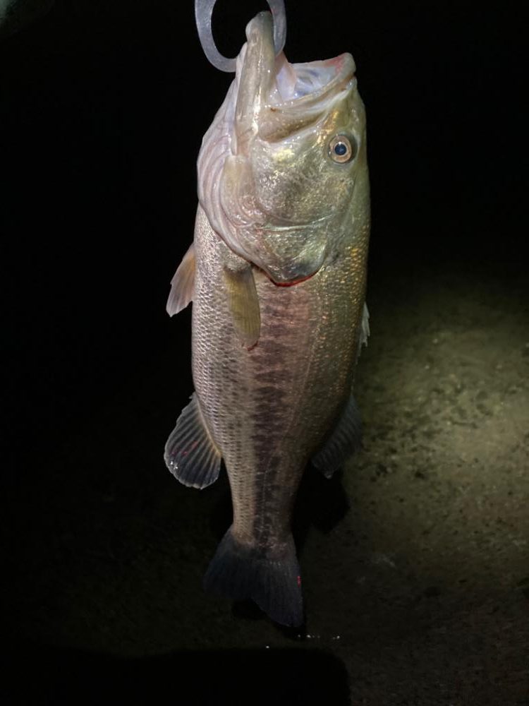 春バス2連発！！