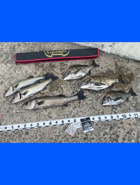 釣り日和の良い天気