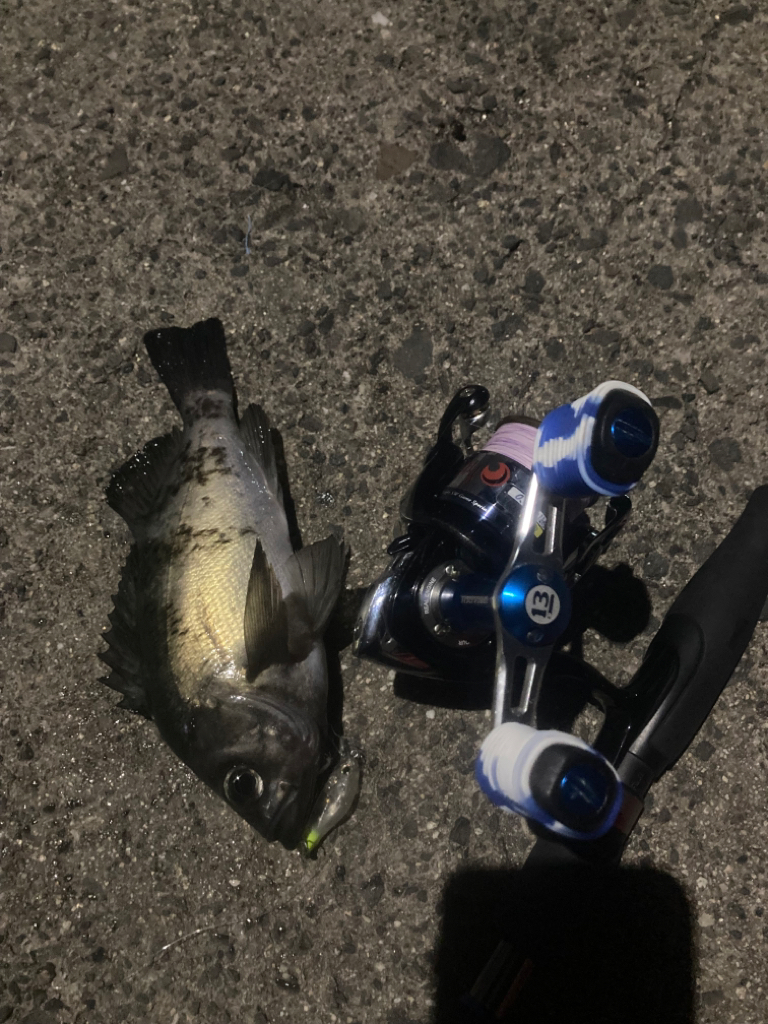 プラグでメバル