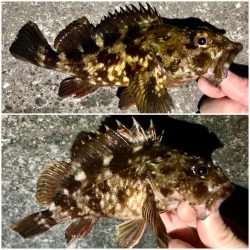 メバル調査で釣果はガッシー