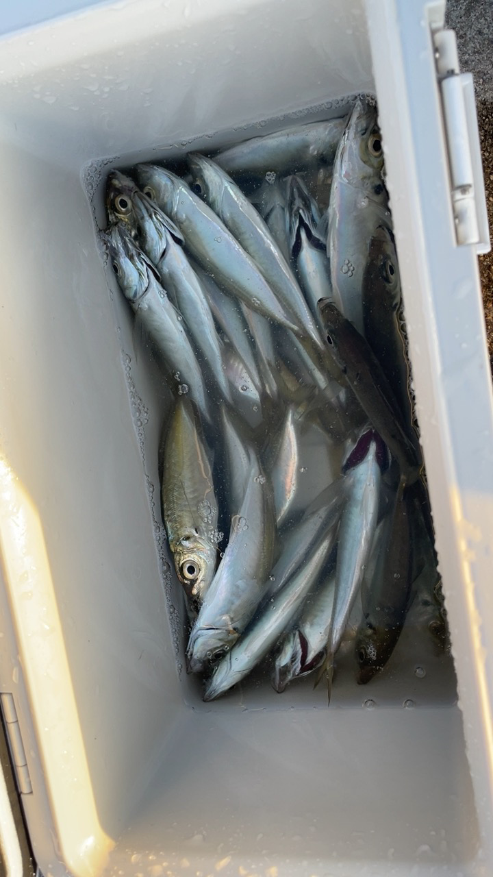 淡路島アジング♪