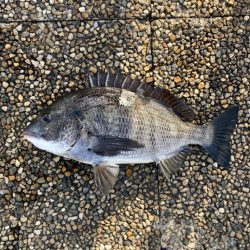 魚の活性が高くなってきました