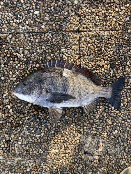 魚の活性が高くなってきました