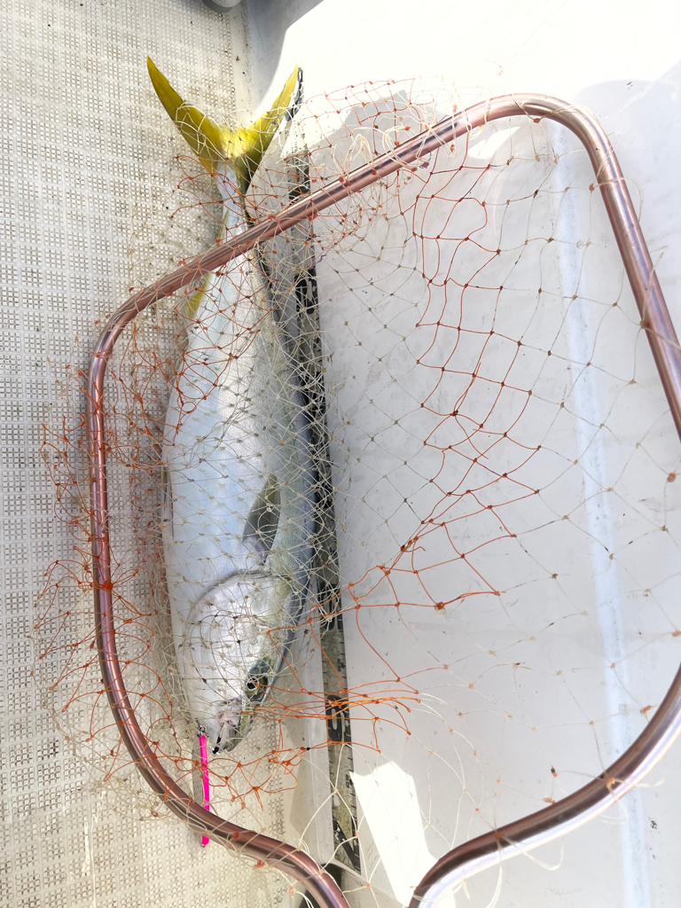 大鳥山、爆釣果