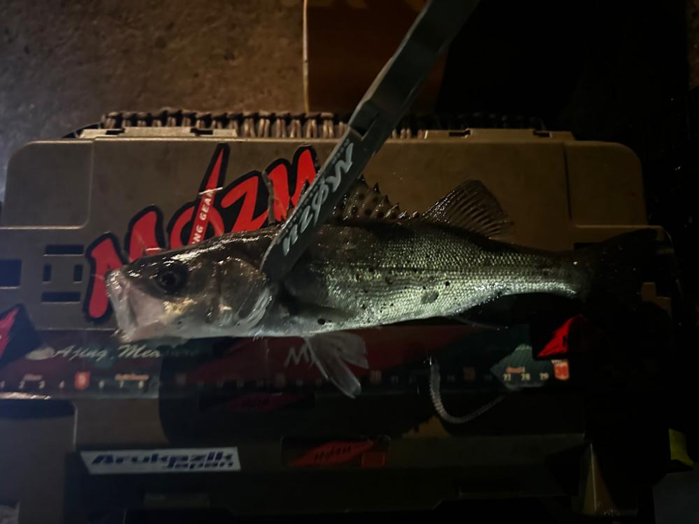 仕事帰りにアジングへ