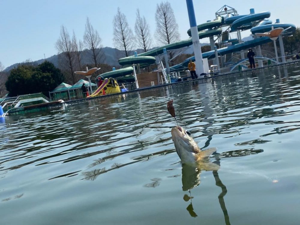 放流日だよ全員集合。かめプー釣れ釣れ