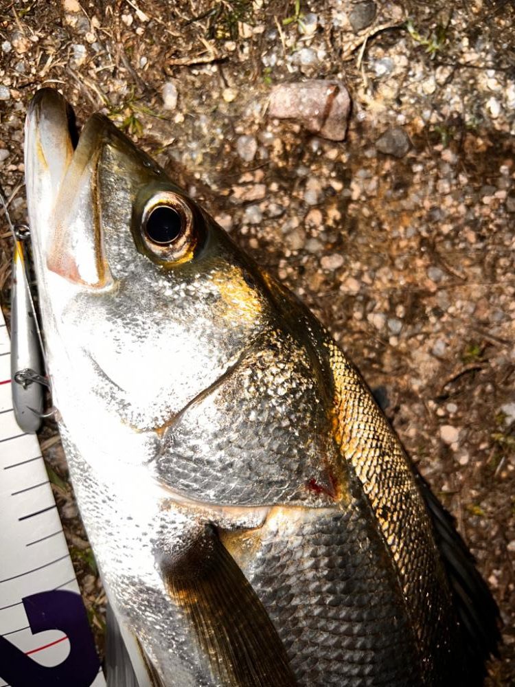 ハクについたシーバス