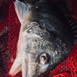 ヘチってきました