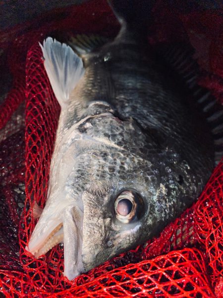 ヘチってきました