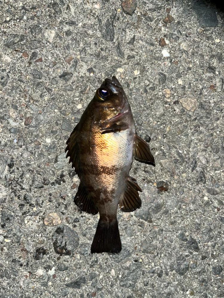 春のタケノコ祭り