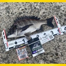 連続のアタリに良い魚の活性