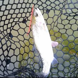 春のエリアトラウト庄原