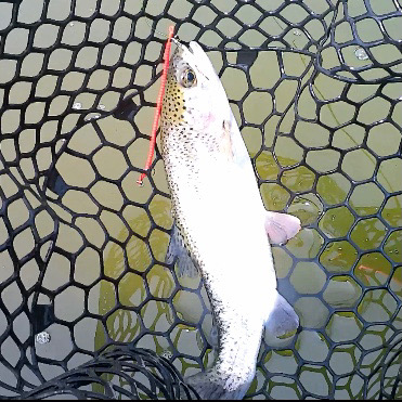 春のエリアトラウト庄原