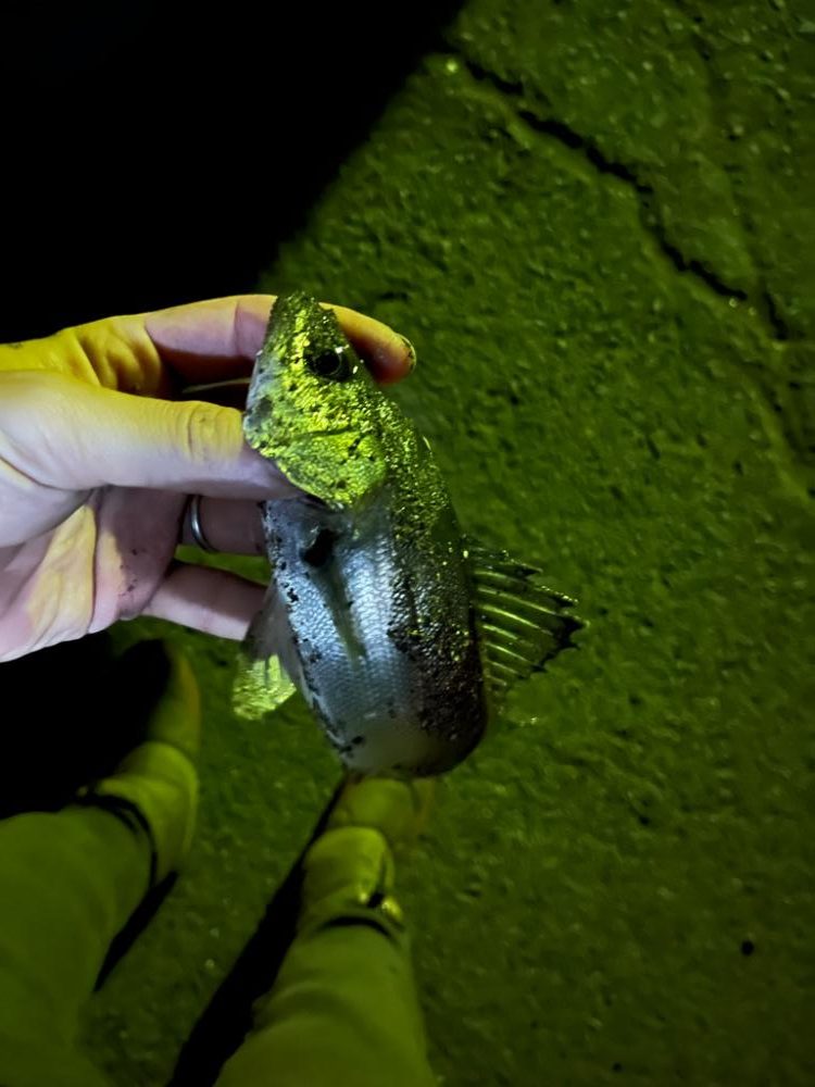 春が近づく四日市