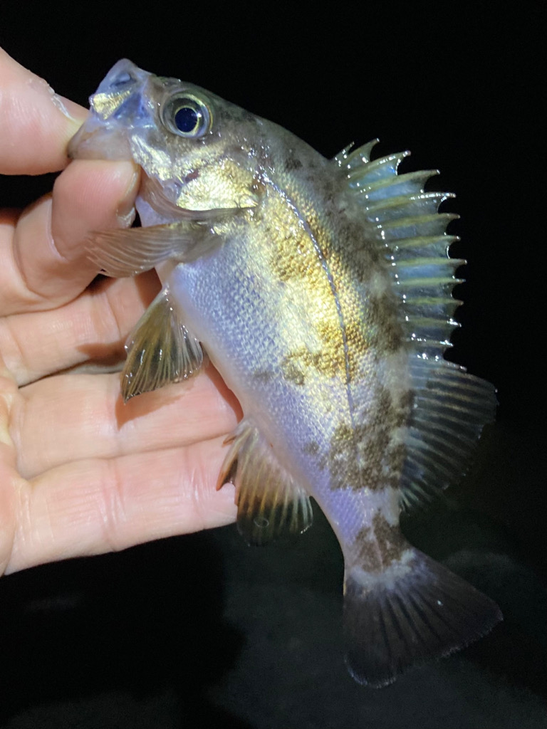 メバリング、やや渋め