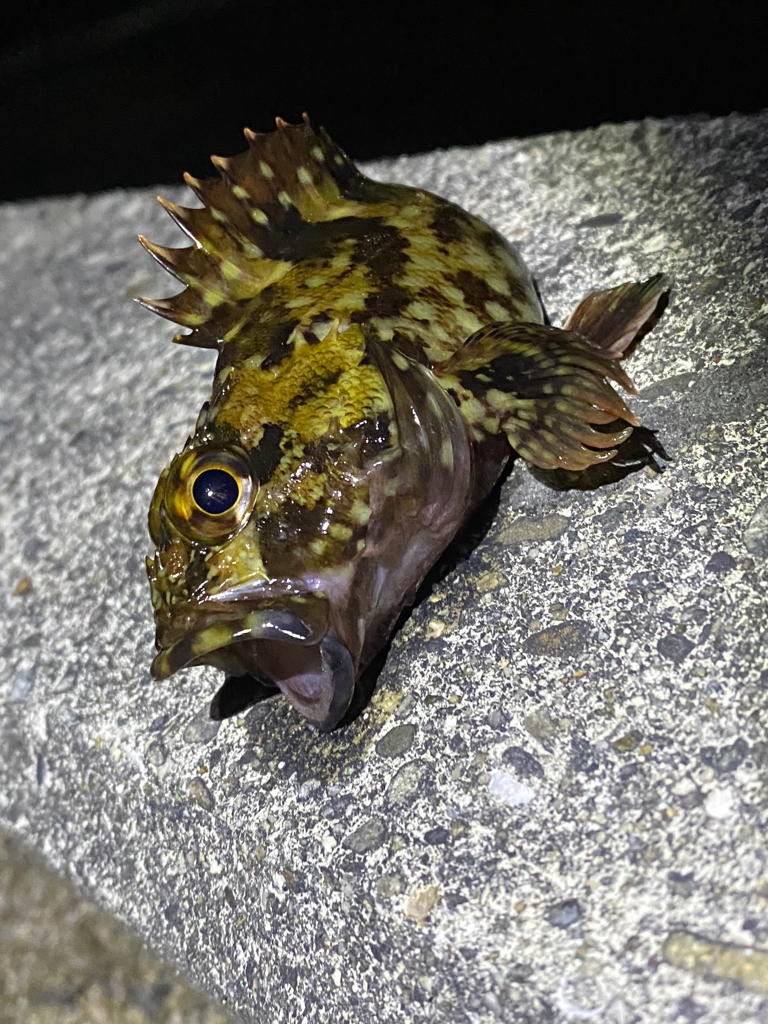 今シーズン初ショアジギ