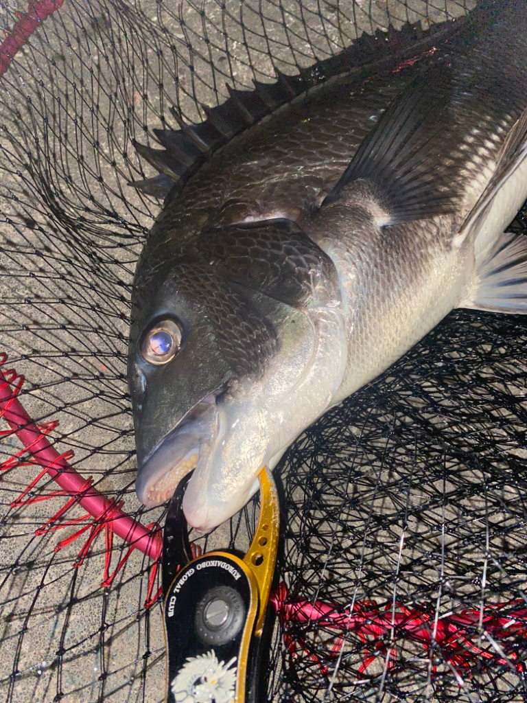 ヘチってきました