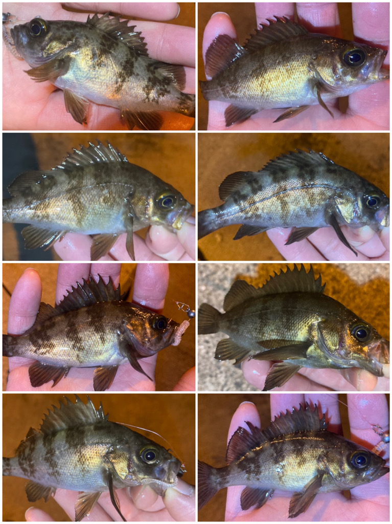 チビメバル祭り